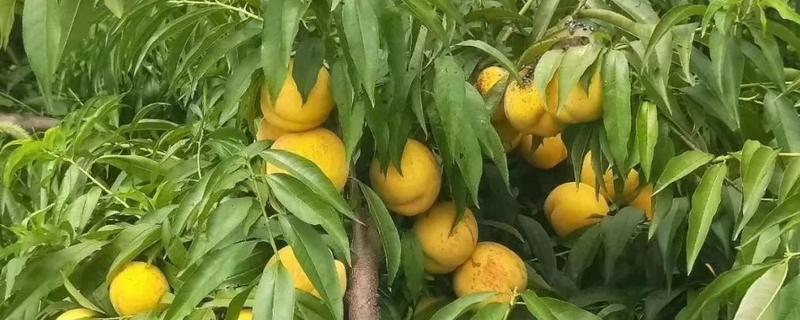 黄桃空心是什么原因造成的，黄桃树种植几年可以挂果