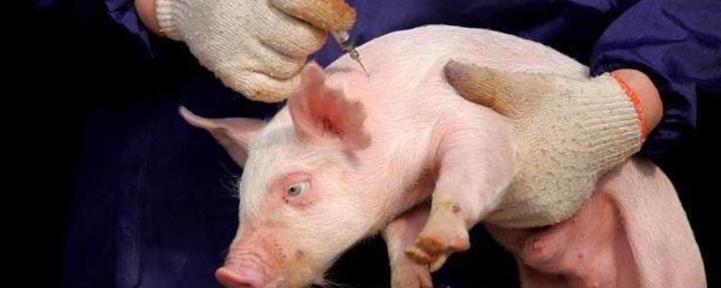 土霉素注射仔猪的作用，土霉素是抗生素类药吗