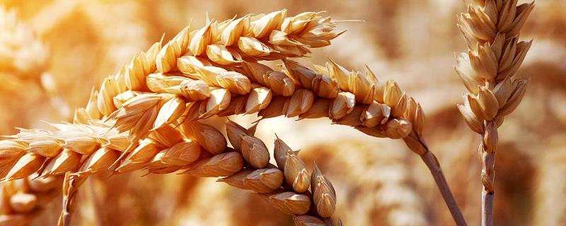 一亩地多少斤麦子，附麦子的生长周期