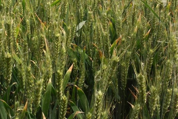 2021矮杆高产小麦种