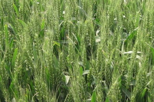 麦子亩产量一般多少斤，附麦子的种植方法