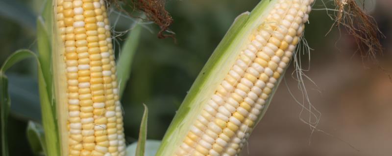 玉米成熟期分几个阶段，玉米成熟期特征