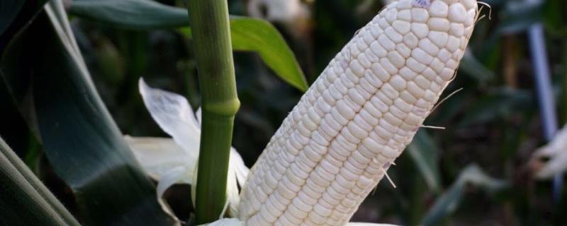 玉米快成熟死棵的原因，如何防治