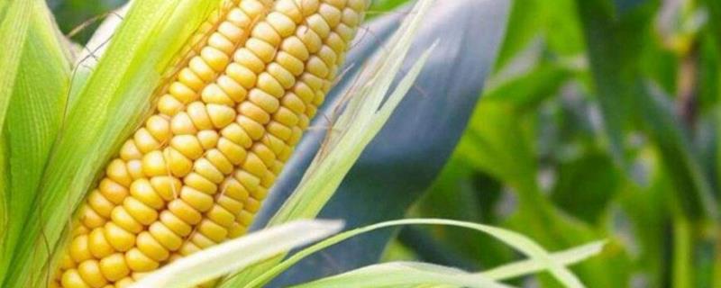 玉米一年可以种几次，附种植方法