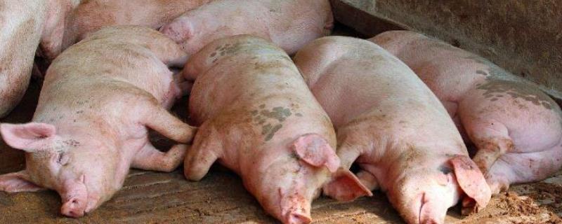 猪瘟是通过什么途径传播的，猪瘟有哪些症状