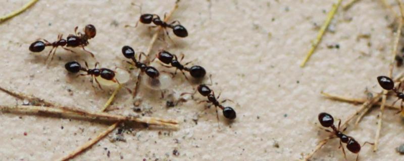 什么药杀蚂蚁不伤蜜蜂，蚂蚁的繁殖能力强吗