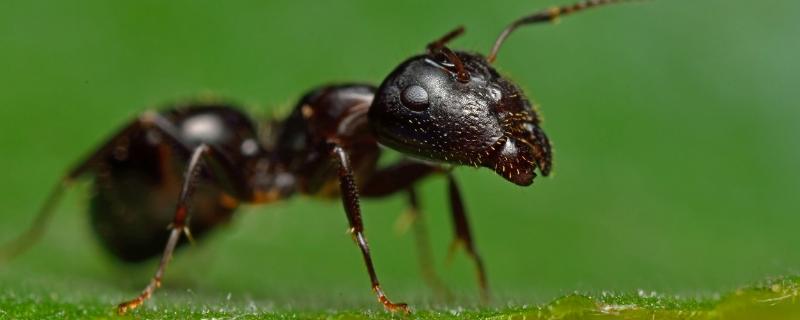 蚂蚁一天能繁殖多少，一般什么季节繁殖