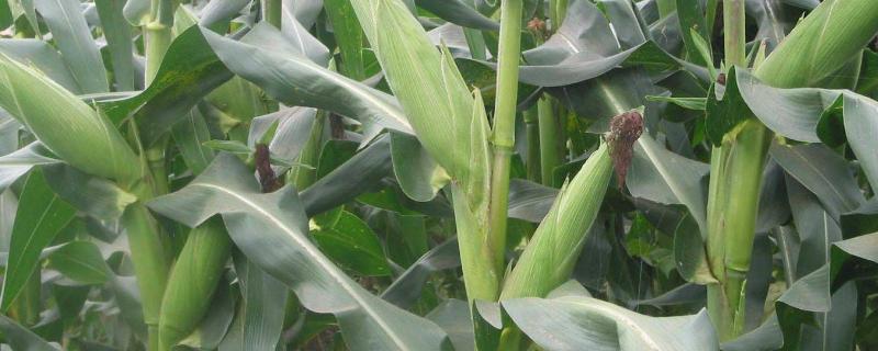 玉米的生活环境，附种植方法