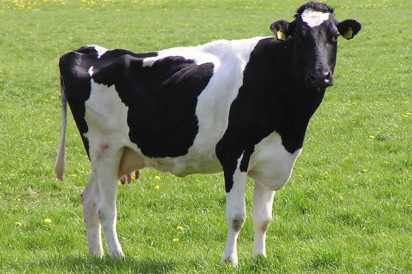奶牛产后瘫痪的原因及治疗