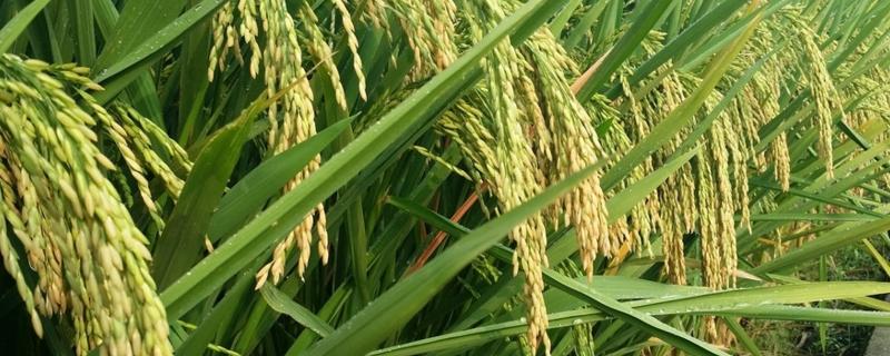水稻各个时期病虫害防治，主要有哪些危害症状