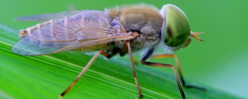 牛虻虫最怕的药是什么，是什么昆虫