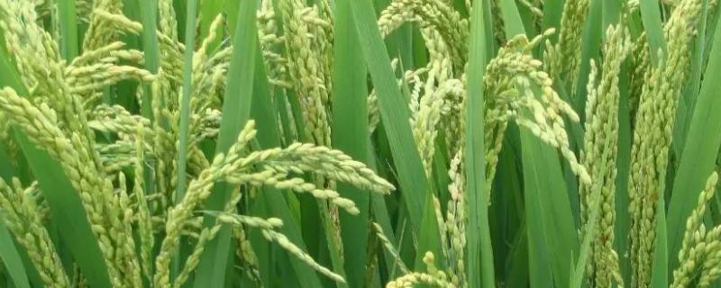 水稻抽穗出现白壳，附防治方法