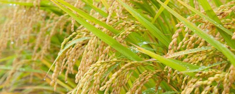 水稻叶尖发黄是什么病，怎么防治