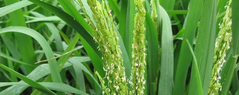 水稻抽穗期下雨会对水稻有什么影响，水稻抽穗期是什么时候