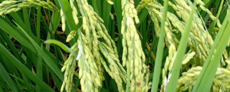 水稻叶片发黄的原因，怎么防治