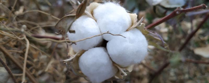 长绒棉生长的自然条件，长绒棉如何分辨
