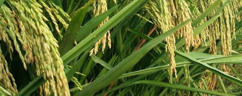 水稻后期能用钾肥吗吧，钾肥过多有什么危害