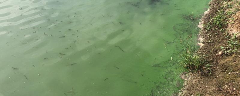 鱼池水发绿处理，水发绿的原因