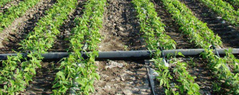 农业灌溉采用滴灌喷灌等节水方式可节水多少左右，滴灌和喷灌的区别