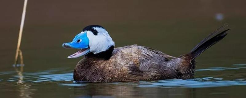 成年雄性白头硬尾鸭哪部分是蓝色，白头硬尾鸭是几级保护动物