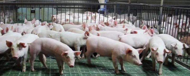猪瘟怎么通过人传染到猪，附猪瘟的主要病理变化