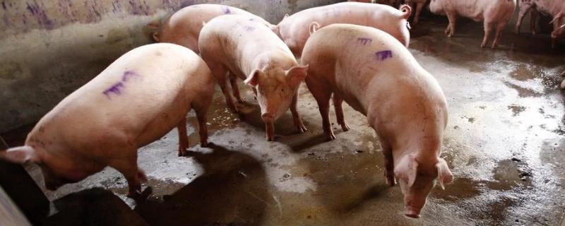 农村养猪怎样预防猪瘟，附猪瘟的症状