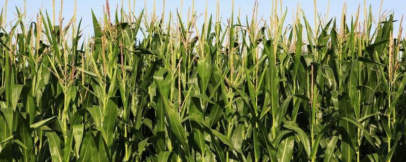 玉米种植技术与管理