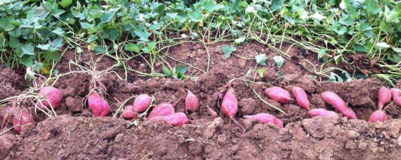 红薯的种植技术和管理，红薯种怎么保存到明年春天