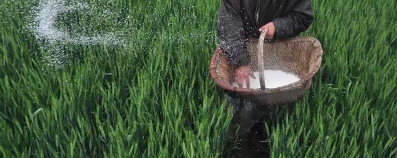 小麦底肥用尿素可以吗，尿素的主要成分是什么