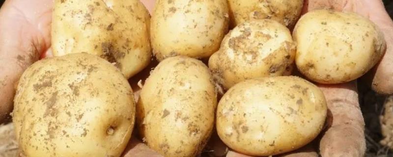 土豆产量每亩多少斤，附种植方法