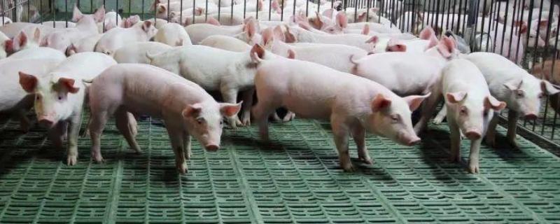 新手养猪技术基础，养猪需要注意什么技术问题