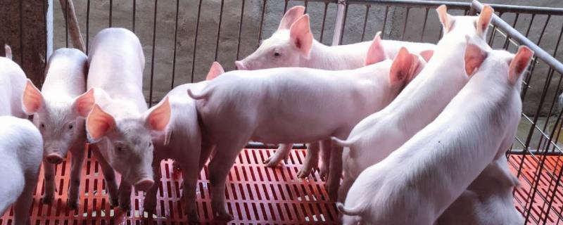 怎样喂猪才能让猪长得最快，没吃到初乳的仔猪咋能喂活