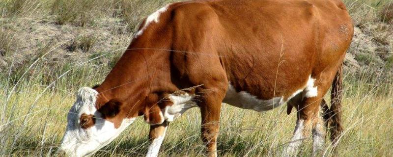 二年母牛条子不打栏怎么办，母牛怀双胞胎牛多少天生产
