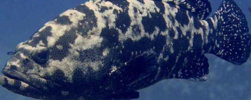 为什么巨型石斑鱼不能捕捞，附石斑鱼的种类
