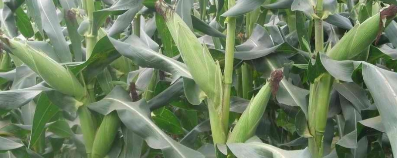 夏玉米生长周期多少天，玉米如何播种