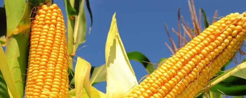 玉米怎么发酵做窝料，玉米发酵成有机肥的方法