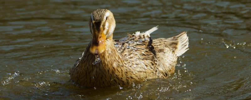 鸭子吃鸭毛什么原因又有什么办法，鸭子的毛为什么防水