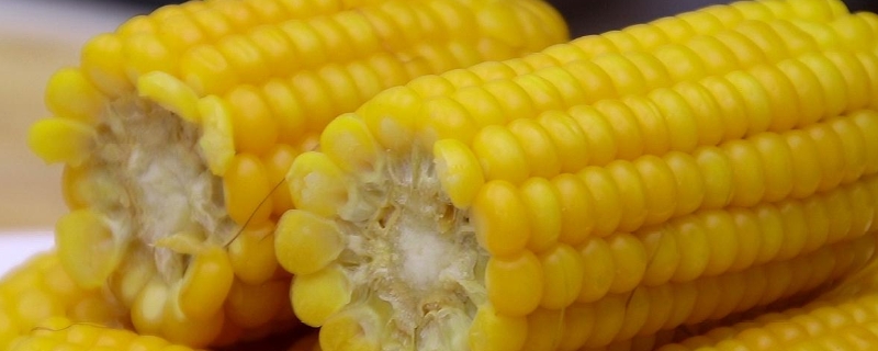 新玉米喂鸡有哪些危害，晒干多久可以喂