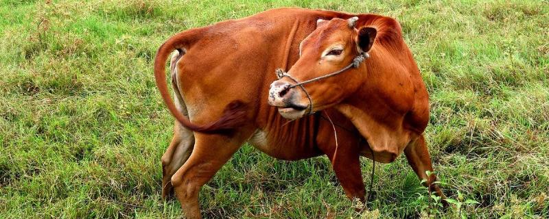 怀孕母牛能打口蹄疫疫苗吗，养牛必须打哪些疫苗