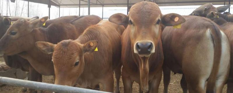 牛多少天生产小牛，附母牛繁殖管理技术要点