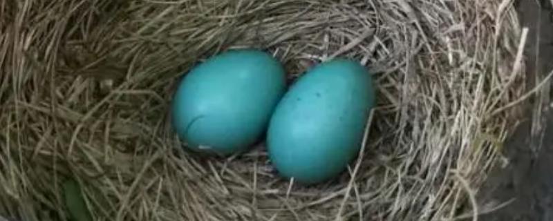 鸟卵孵化与细胞什么有关，鸟卵孵化成雏鸟的条件