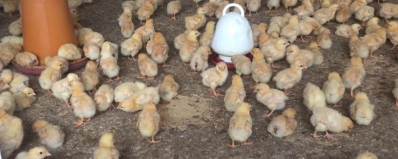 鸡雏和雏鸡有啥不一样，附雏鸡的保温方法