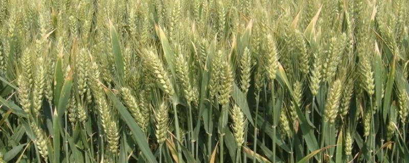 小麦一亩需要多少斤种子，小麦除草剂什么时候打合适