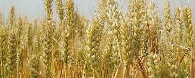 太麦198亩产均多少斤，附简介