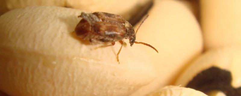 储粮害虫防治技术措施，储粮害虫的危害性