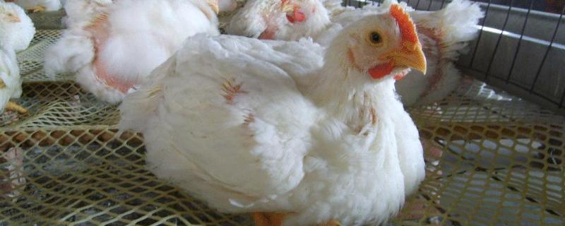 白羽鸡是激素鸡吗，白羽鸡和普通鸡的区别