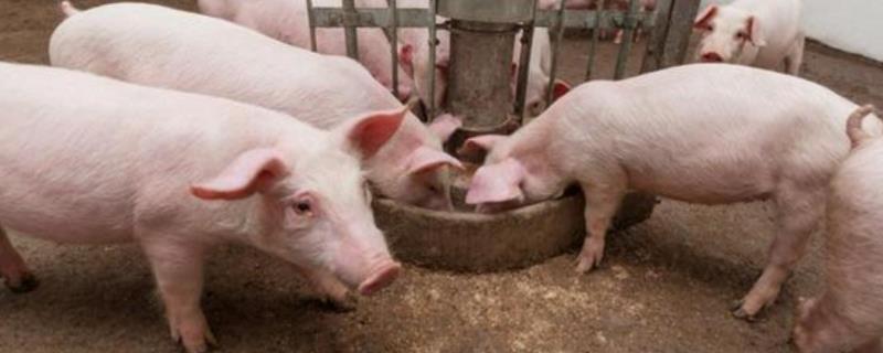 一头猪养到300斤要多少饲料，猪饲料和羊饲料有区别吗