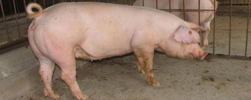 母猪存栏量，繁殖母猪能用几年