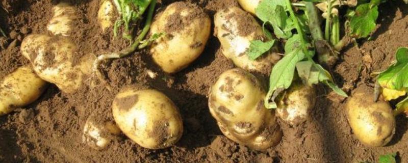 马铃薯无氧呼吸产生的是什么，附马铃薯的种植方法
