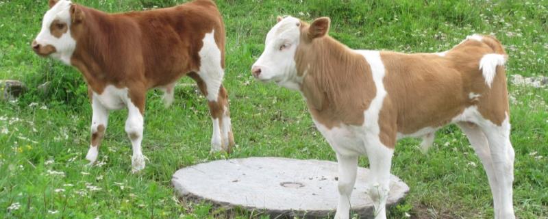4—6个月牛犊喂多少饲料，牛犊饲料和羔羊饲料一样吗
